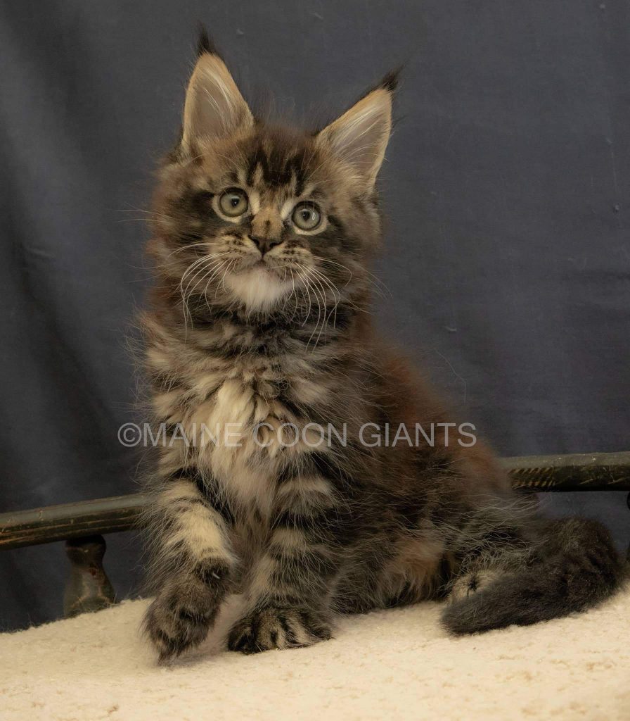 brown colored maine coon