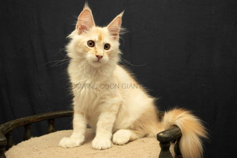 cream and gold maine coon kitten