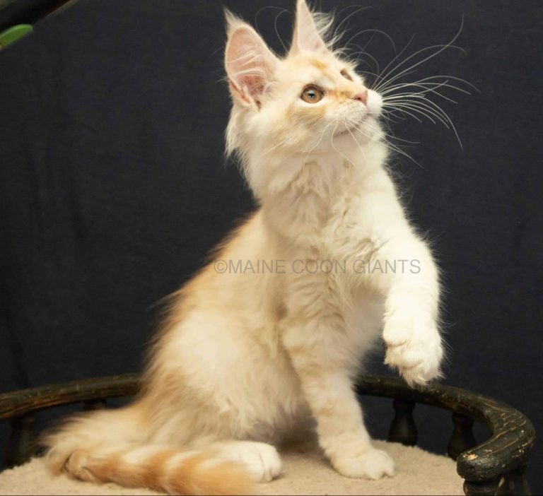 cream and gold maine coon kitten