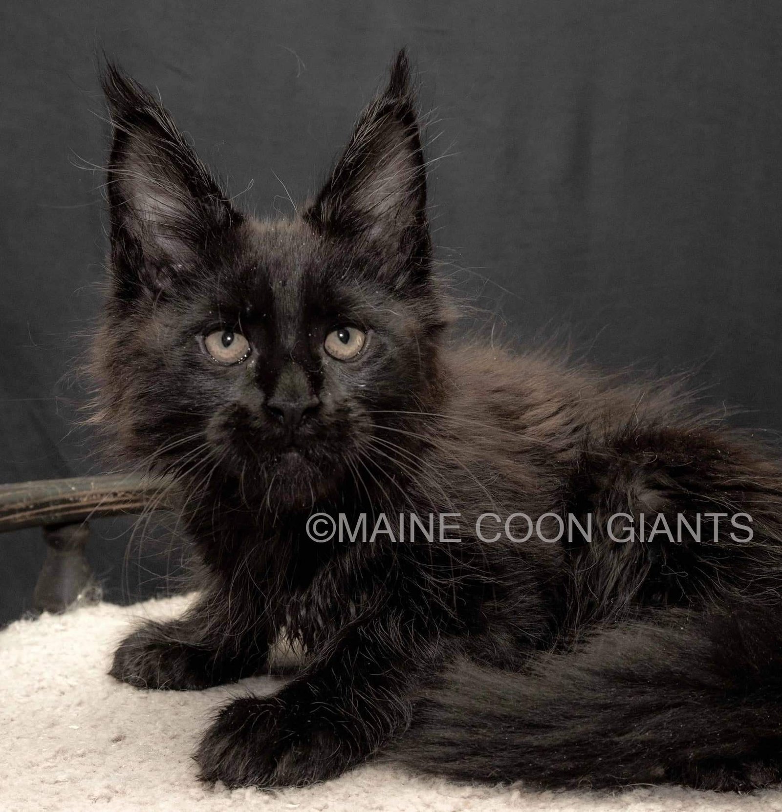 Giant Maine Coon Cats for Sale, Black Smoke Silver