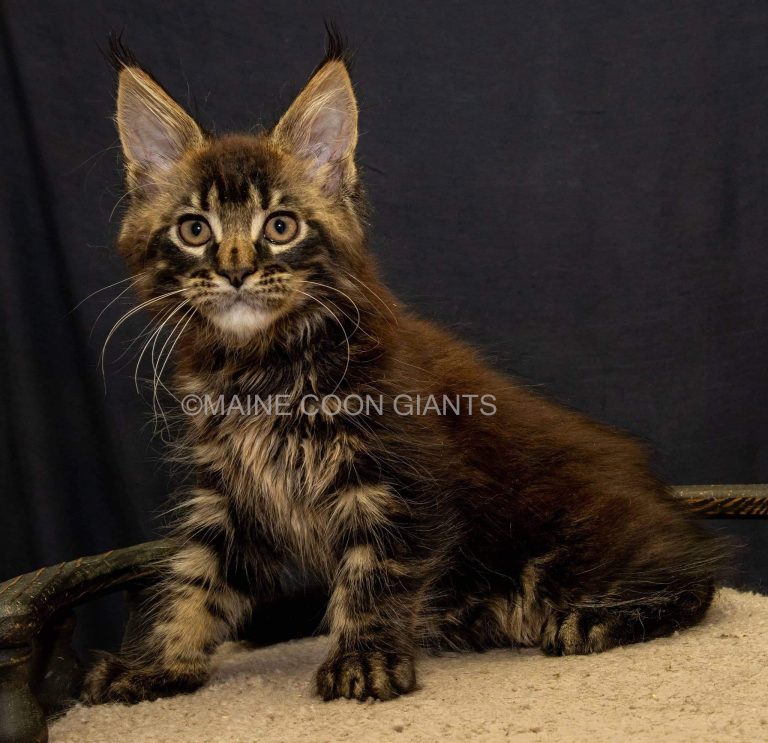 brown and cream colored maine coon