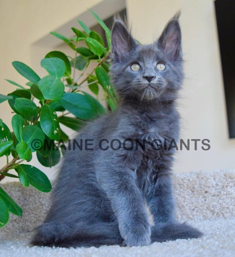 maine-coon-kitten