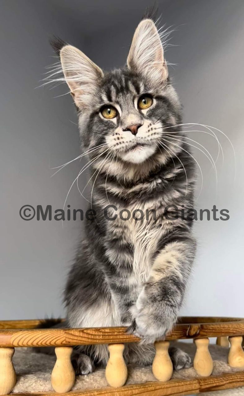 maine-coon-kittens-for-sale