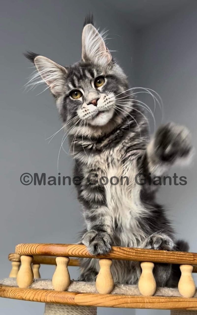 maine-coon-kittens-for-sale