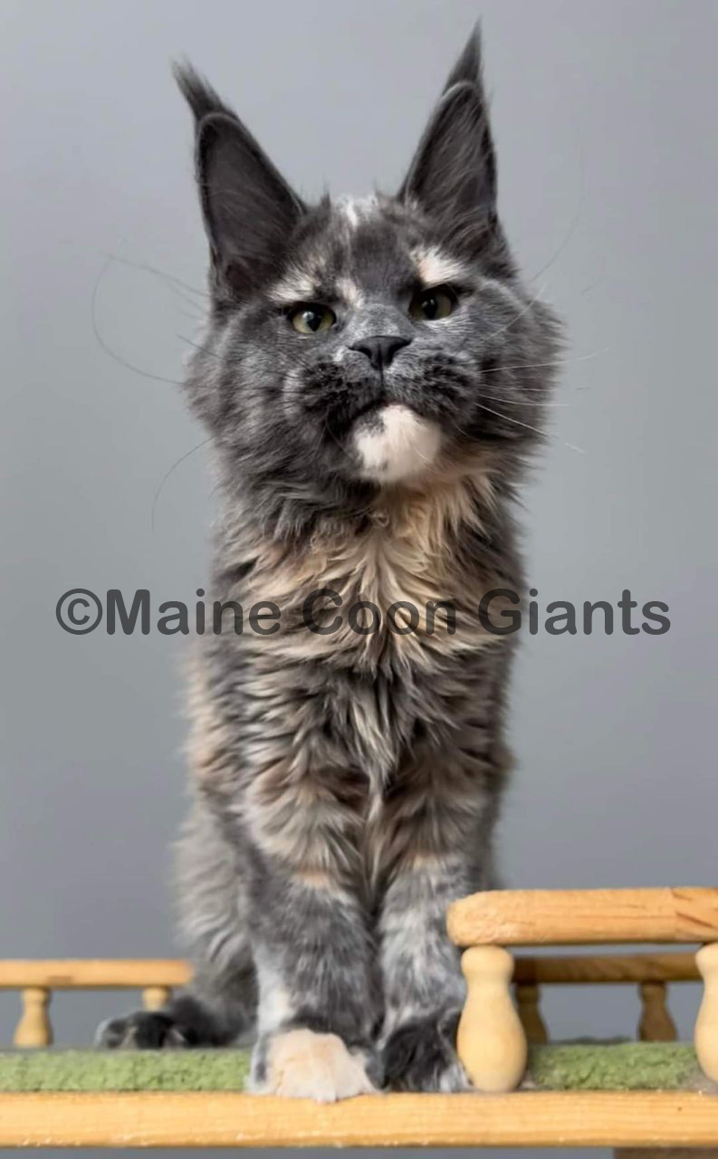 maine-coon-kittens-for-sale