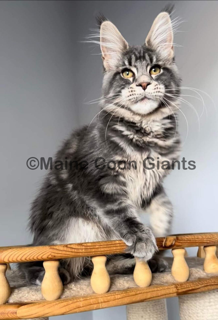 maine-coon-kittens-for-sale