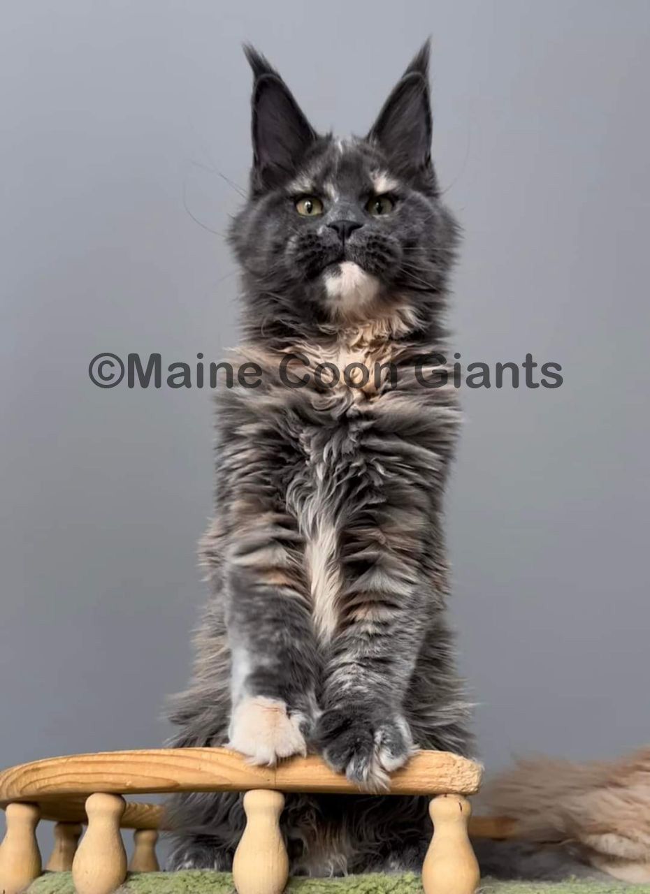 maine-coon-kittens-for-sale