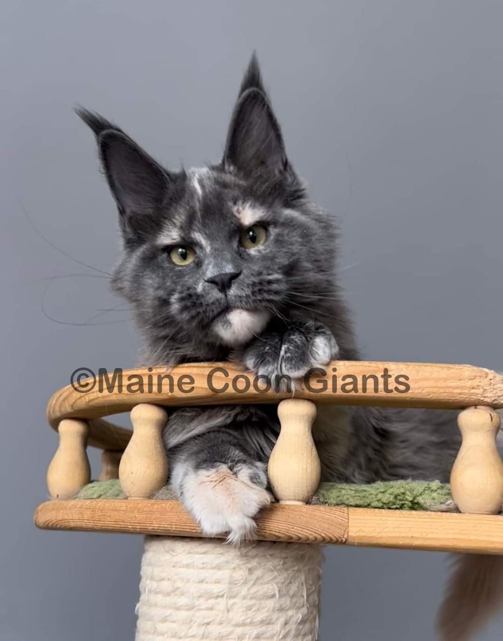 maine-coon-kittens-for-sale