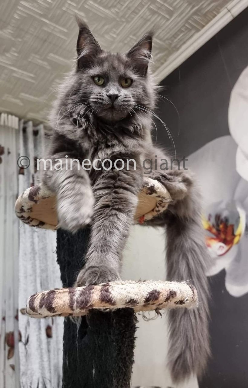 Maine Coon Kittens For Sale