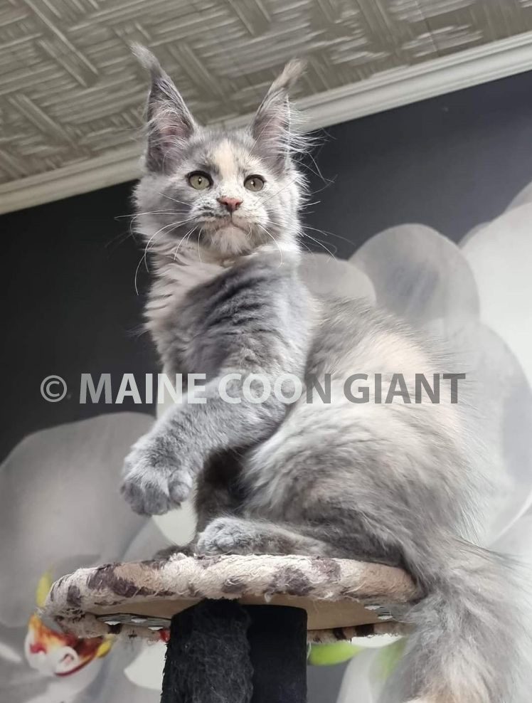 maine-coon-kittens-for-sale