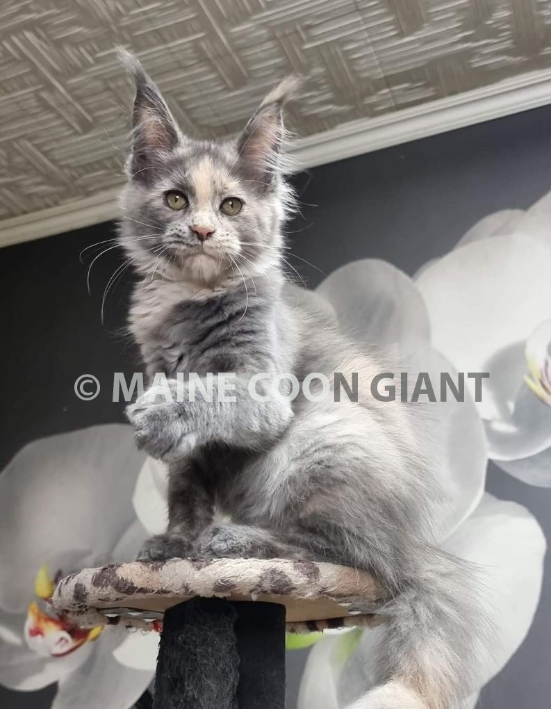 maine-coon-kittens-for-sale