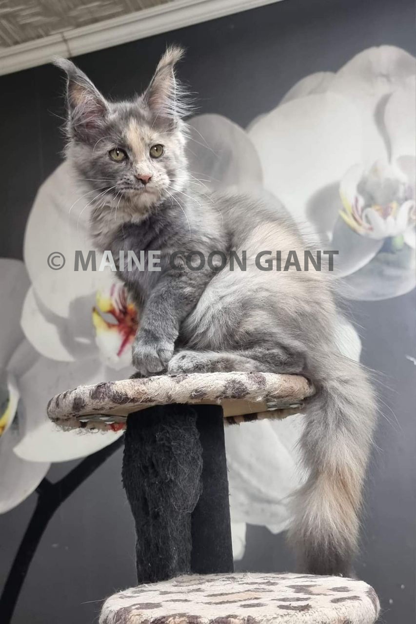 maine-coon-kittens-for-sale