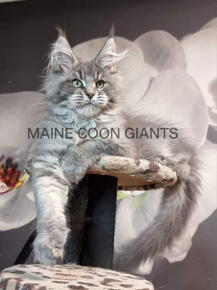 maine-coon-kittens-for-adoption