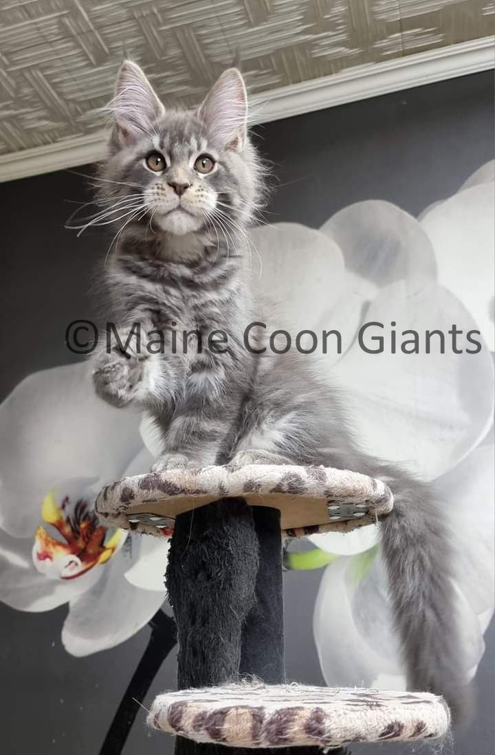 maine-coon-kittens-for-sale