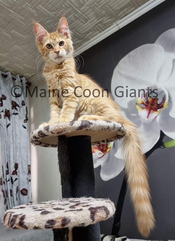 buy-maine-coons-online