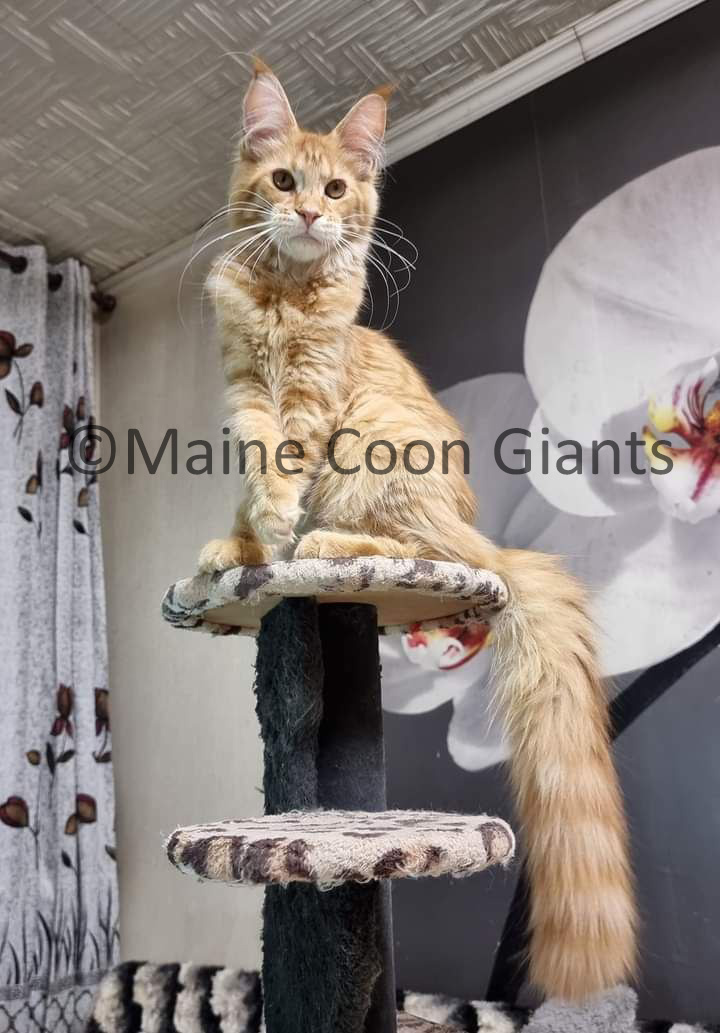 buy-maine-coons-online