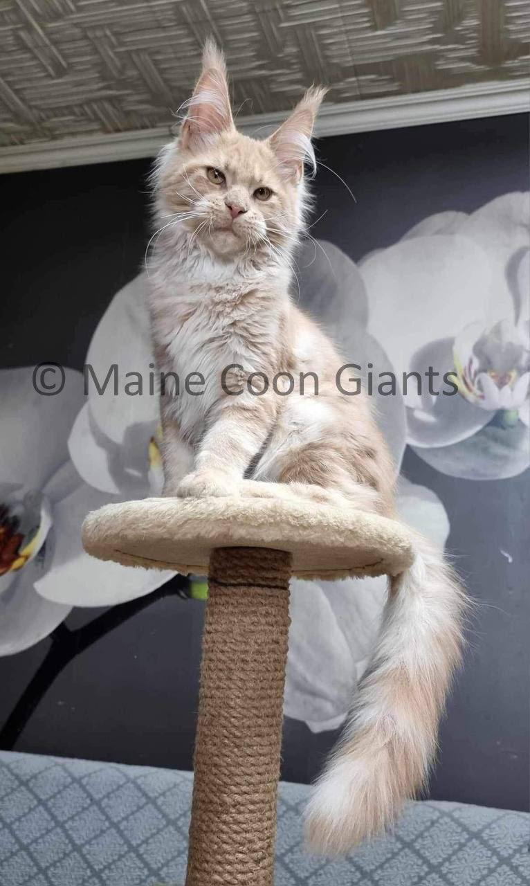 maine-coon-kittens-for-sale