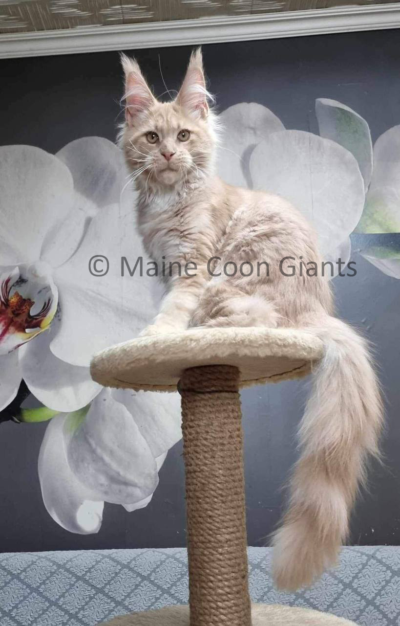 maine-coon-kittens-for-sale