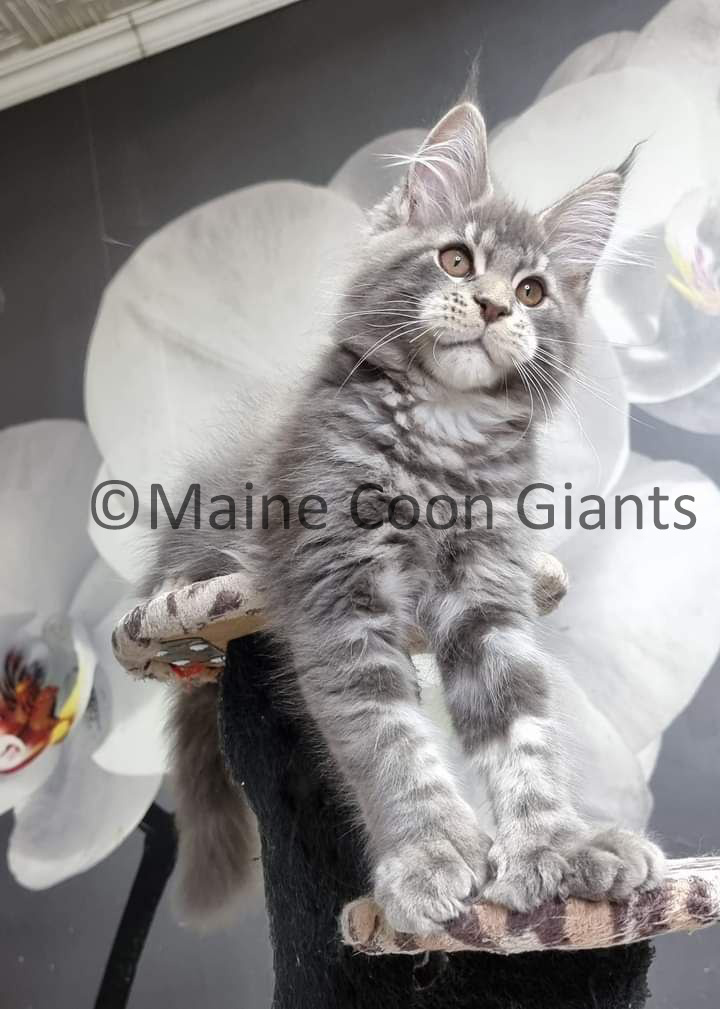 maine-coon-kittens-for-sale