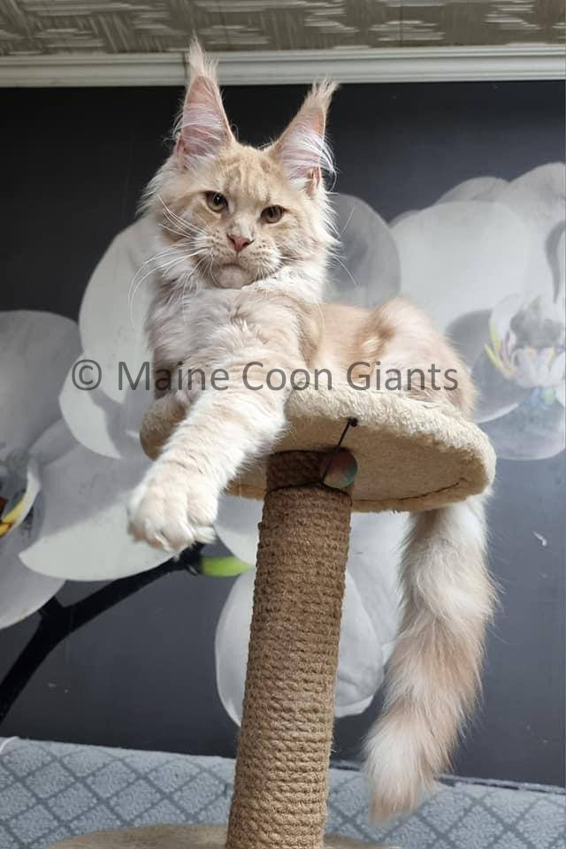 maine-coon-kittens-for-sale