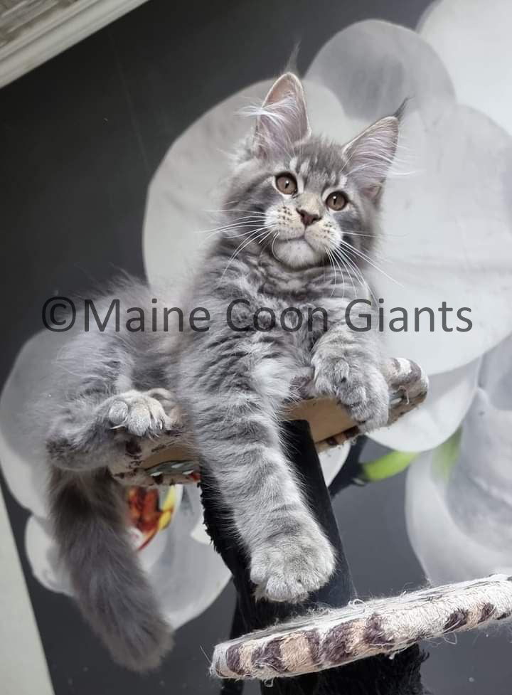 maine-coon-kittens-for-sale