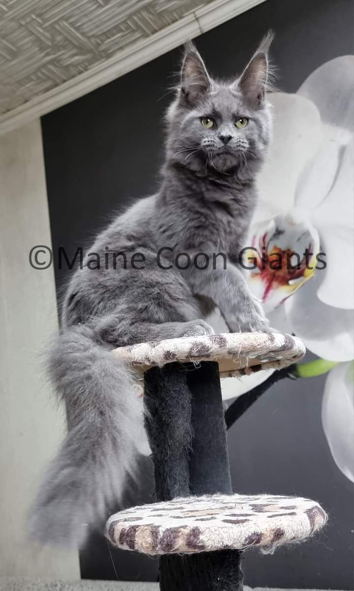 maine-coon-kittens-for-sale