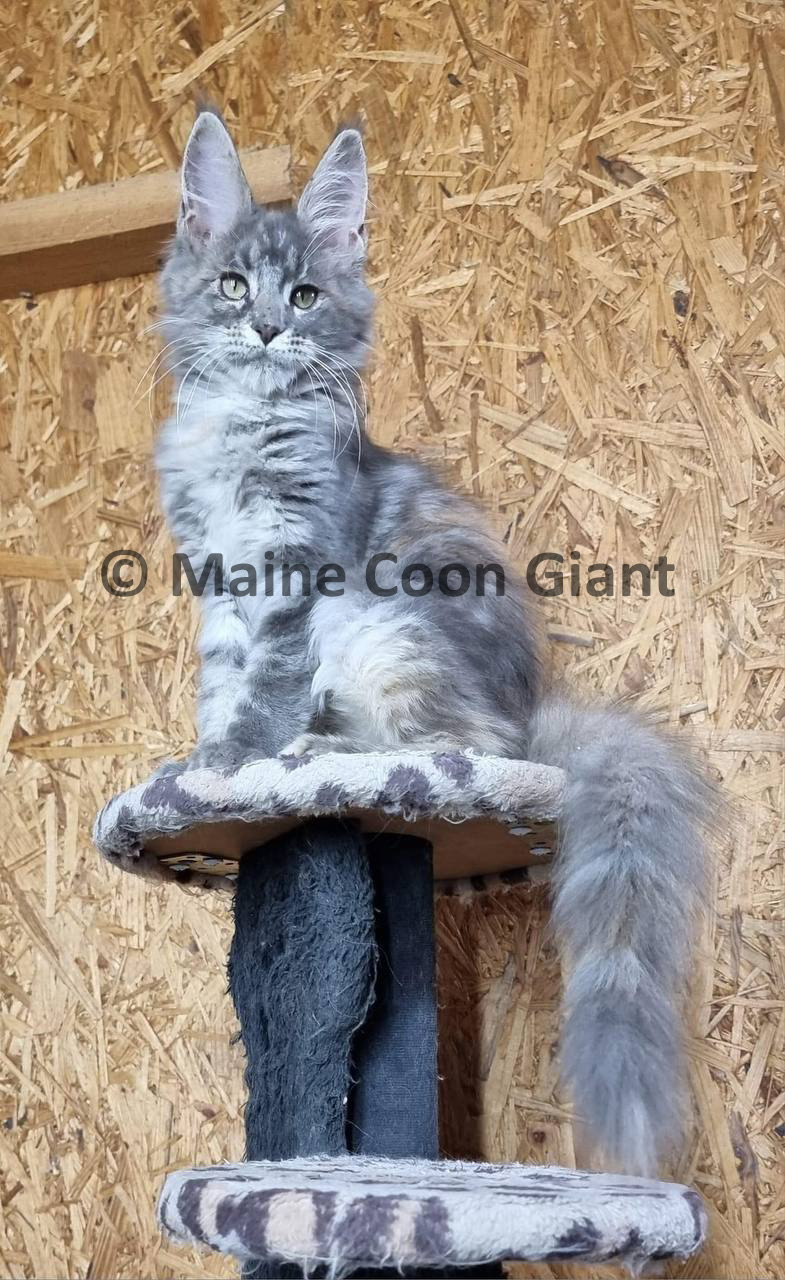 maine-coon-kittens-for-sale