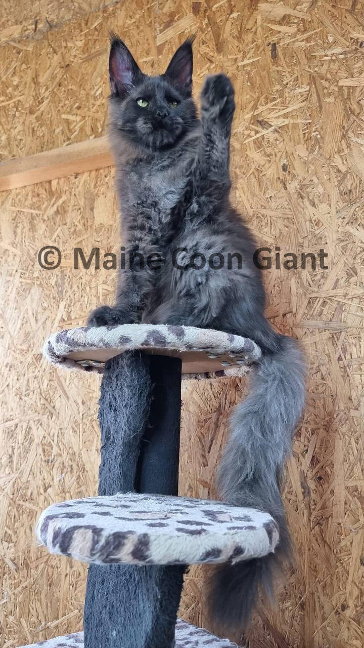 giant-maine-coon-kittens-for-sale