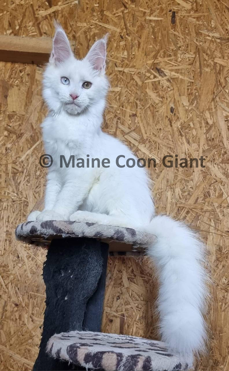 maine-coon-kittens-for-sale