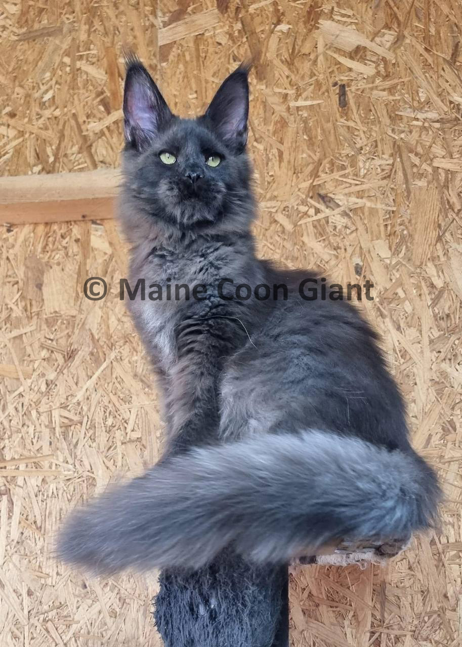 giant-maine-coon-kittens-for-sale