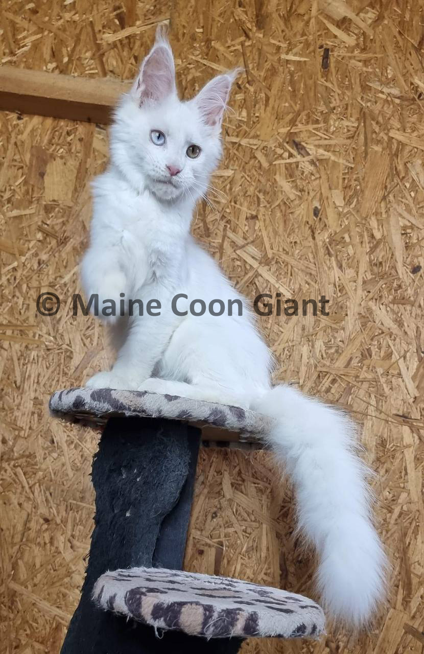 maine-coon-kittens-for-sale