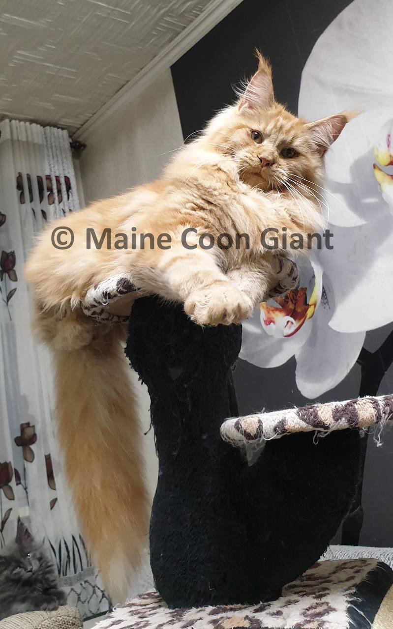 giant-maine-coon-kittens-for-sale