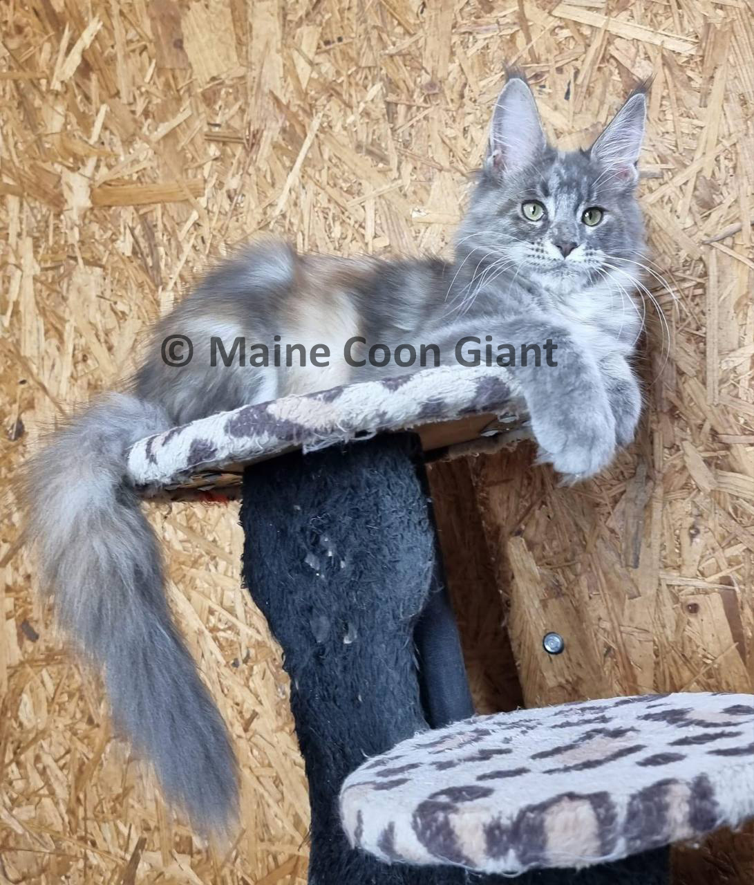 maine-coon-kittens-for-sale