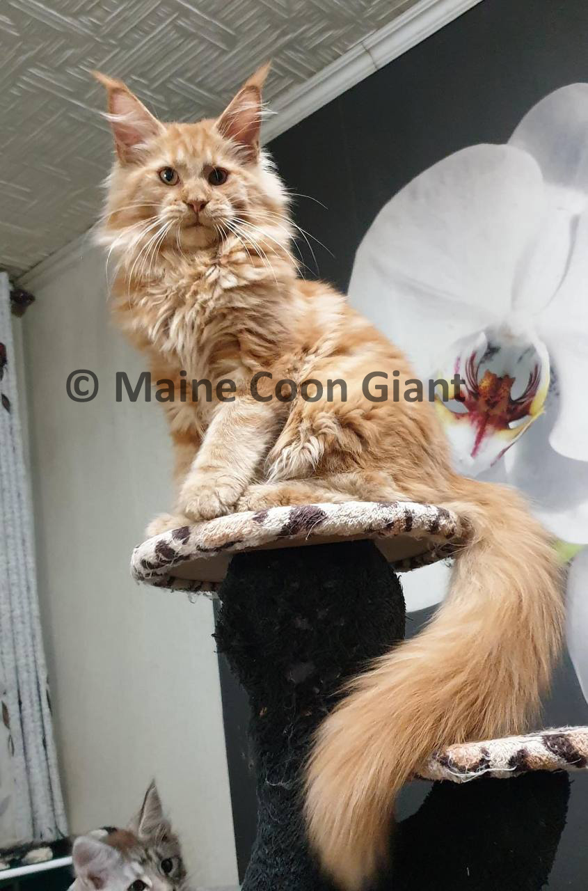 maine-coon-kittens-for-sale