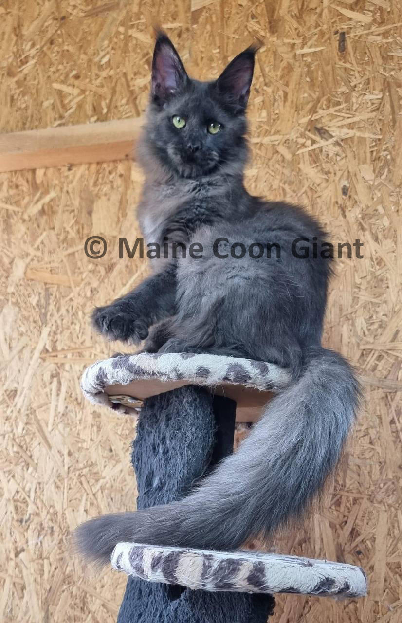 giant-maine-coon-kittens-for-sale