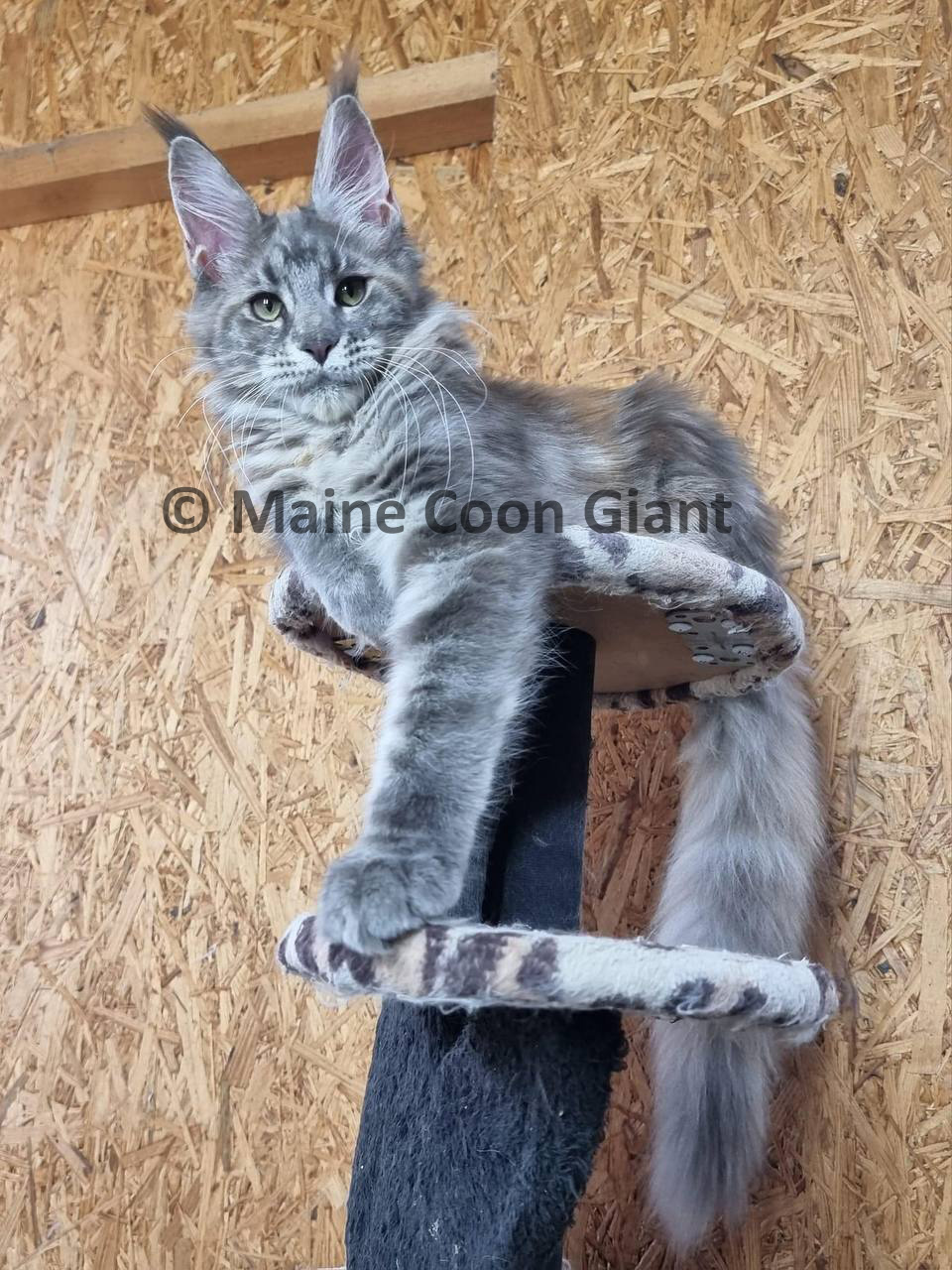 maine-coon-kittens-for-sale