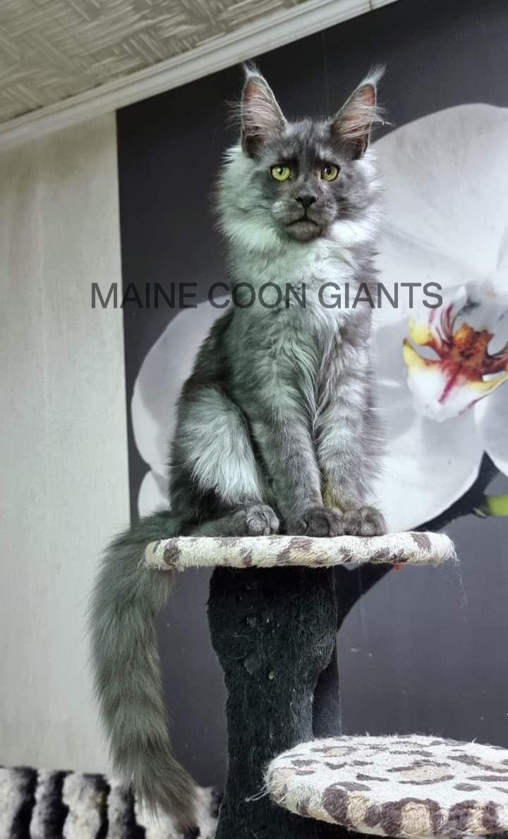 maine-coon-kittens-for-sale