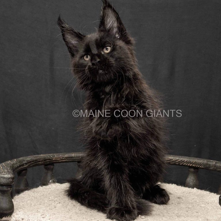 Maine Coon Kittens For Adoption Adopt A Kitten Today Visit Our Cattery