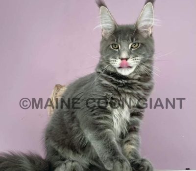 maine-coon